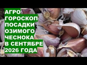 Посадка чеснока в сентябре 2026: астрологический прогноз на урожай