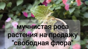 лето. комнатные растения. колеусы, герань, цинерария