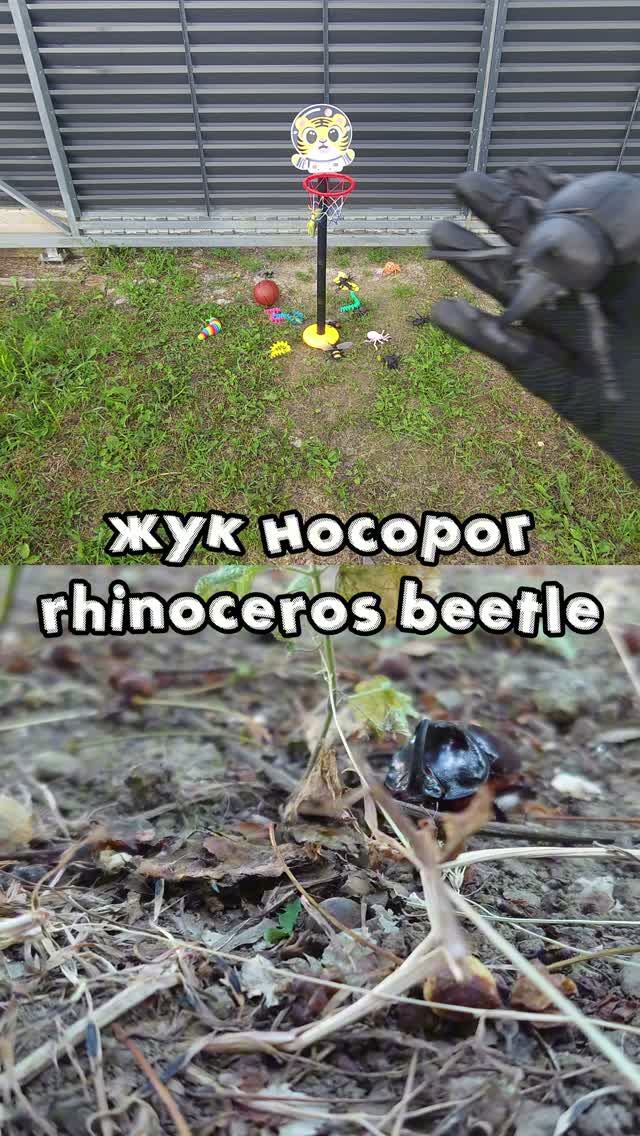 Изучаем названия насекомых кидая игрушки в кольцо: паук - божья коровка - жук носорог - гусеница