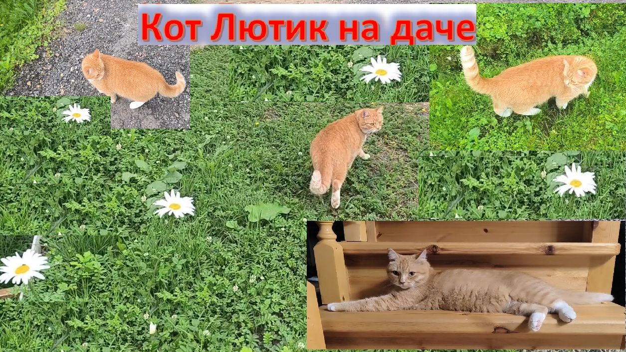 Кот Лютик на даче: целый день в делах – бегает, все контролирует, потом отдыхает. Кот хозяин участка