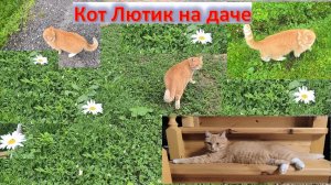 Кот Лютик на даче: целый день в делах – бегает, все контролирует, потом отдыхает. Кот хозяин участка