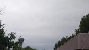 Аист на гнезде и аист на крыше