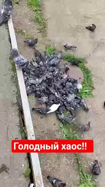 Голод не тётка!