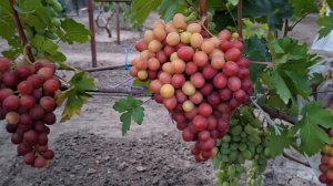 НОВИНКА!!!Гф НАСЛАЖДЕНИЕ!!! (Калугин В.М.) ТЕЛ:8989 538 12 89,8988 890 27 88 (Ватсап,Телегр. МАХ).