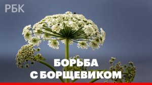 Борьба с борщевиком: мониторинг с помощью нейросетей и первые штрафы