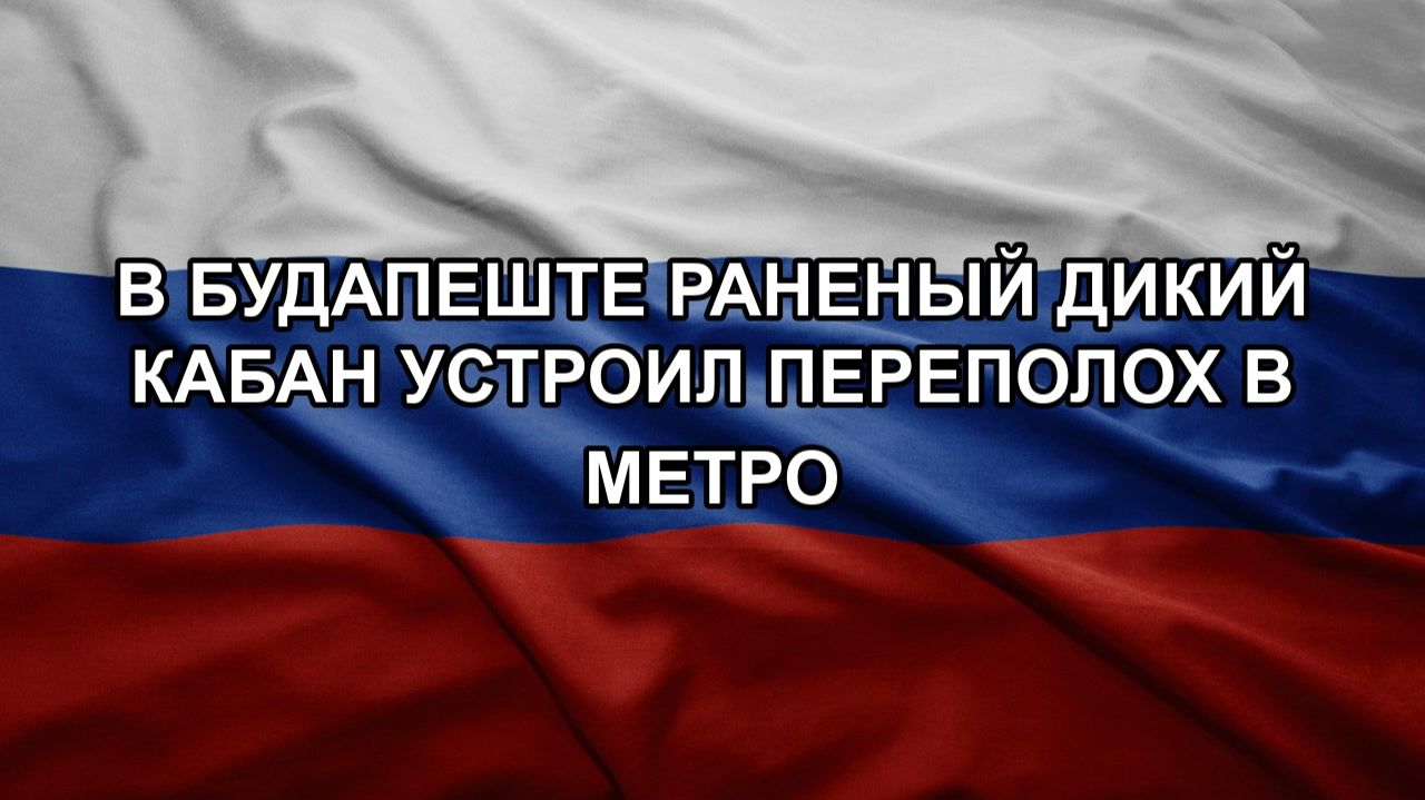 В Будапеште раненый дикий кабан устроил переполох в метро