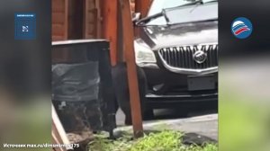 Медведи забрались в машину туристов через открытый люк