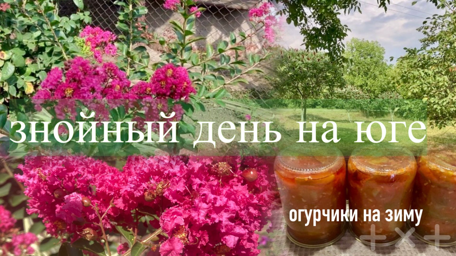 Адыгея/ Очень жаркий день/ Расцвела лагерстремия/ Заготовка из огурчиков/ Калитка доделана/