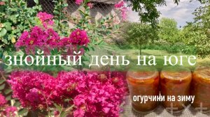 Адыгея/ Очень жаркий день/ Расцвела лагерстремия/ Заготовка из огурчиков/ Калитка доделана/