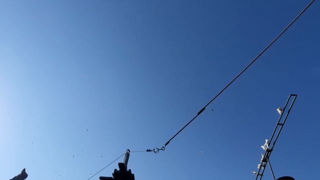 08.08.26 г. Андижанская порода голубей (1)