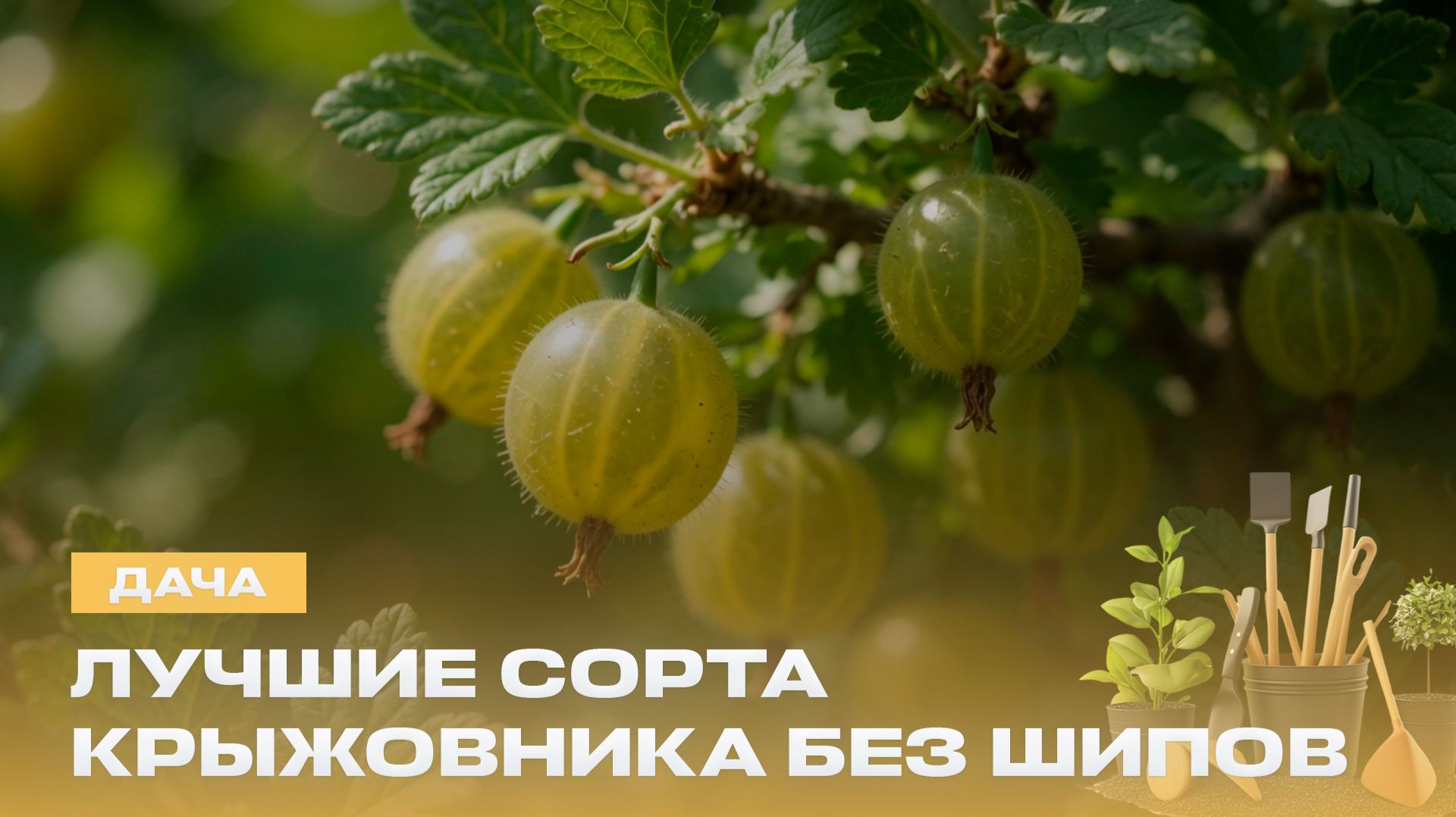 Как выбрать идеальный сорт крыжовника? | Чем больше шипов, тем слаще ягода? | Дача