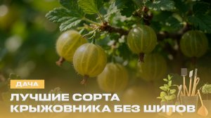 Как выбрать идеальный сорт крыжовника? | Чем больше шипов, тем слаще ягода? | Дача