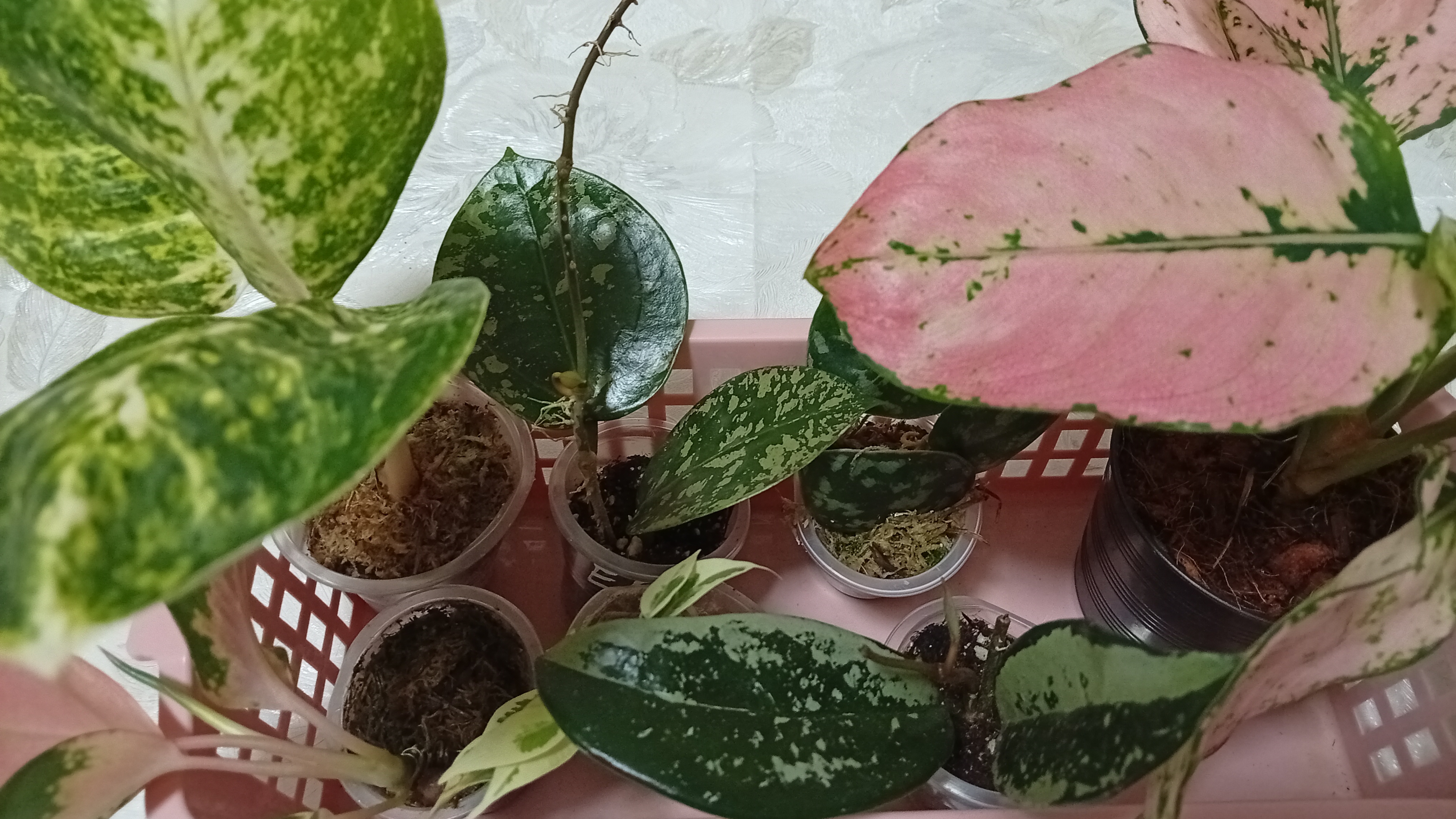 Комнатные растения. Ко мне приехали новинки.