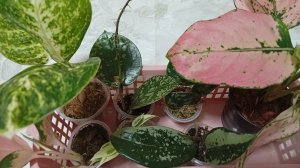 Комнатные растения. Ко мне приехали новинки.