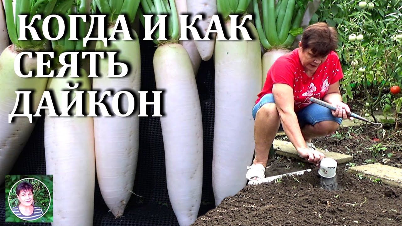 Дайкон в августе: как правильно посеять и вырастить крупные корнеплоды