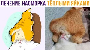 ПО МЕТОДУ МАЛЫШЕВОЙ)) Приколы с котами