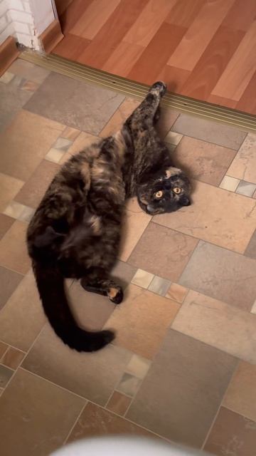 Кошка Грейс
