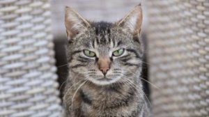 🐱 Москвич заплатит 654 тысячи рублей из-за кошки, которая затопила соседей