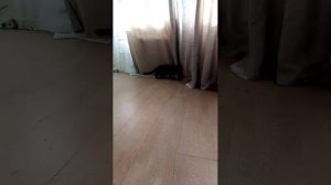 Коха бесится с игрушкой