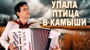 😢НЕВОЗМОЖНО СЛУШАТЬ! Слезы ручьем! Упала птица в камыши
