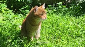 Два рыжика. Two ginger cats in August