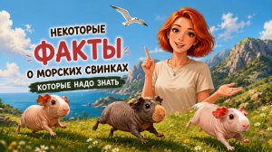 Некоторые факты о морских свинках которые нужно знать.