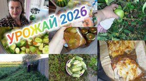 УРОЖАЙ 2026
