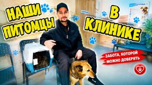 Влог! Везем кошку и собаку в ветеринарную клинику!
