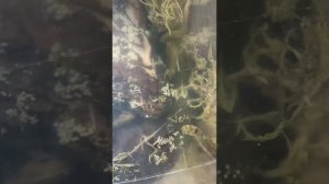 Триходерма помогает или нет?!