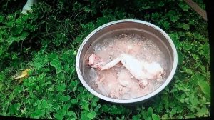 Вологжанка , Дровосек  и  собака💥  ПОДПИШИСЬ