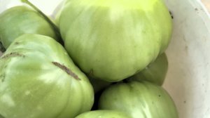 Фитофтора томаты пощадила.Сорт Сахарная голова.Очень крупные в дождливое лето.Открытый грунт.Тверь