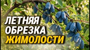Как правильно обрезать жимолость летом после сбора ягод