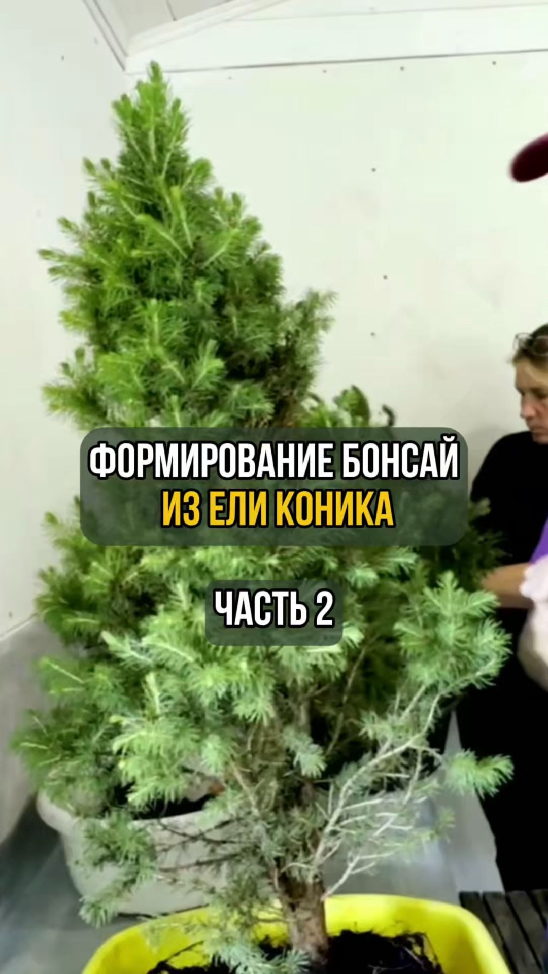 Формирование бонсай из ели коника. Часть 2