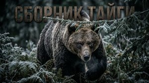 СБОРНИК ТАЙГИ | ТАЕЖНЫЕ АУДИОРАССКАЗЫ