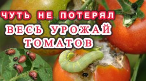 Самые опасные вредители томатов и эффективные средства для спасения.