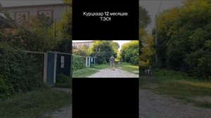 Будни дрессировки! Курцхаар 12 месяцев ТЭО!