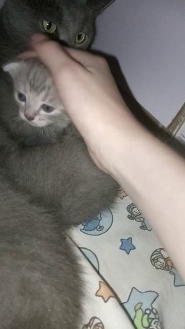 Мася родила 3 котят 2 девочки 1 мальчик
