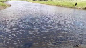Сильно упала вода на реке! Ловлю чебака.