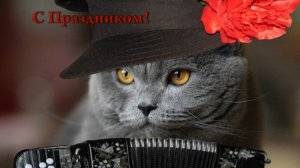 Пушистые домоседы   *    8 августа Всемирный день кошек