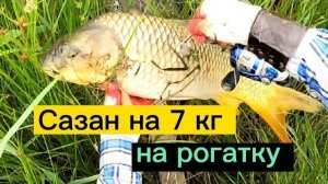 трофейный сазан на рогатку