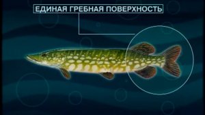 Почему Обыкновенная щука (Common pike) — Esox lucius идеально приспособлена для стремительной атаки?