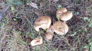 Грибы Свинушки- Кобылки.