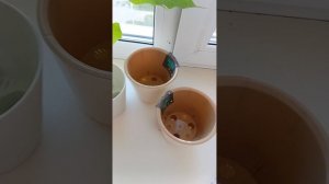 Покупки из Лемана Про для дома и растений🌿