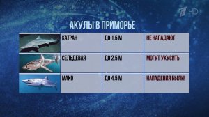 В Приморье курортный сезон в этом году подпортили акулы.