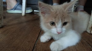 АСМР ИГРАЕМ С КОТЁНКОМ В ДЕРЕВНЕ