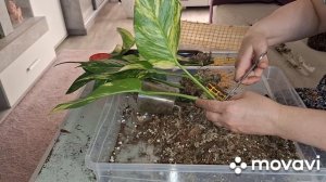 ЭПИПРЕМНУМ ,ГИГАНТ,НА ОПОРУ.КОМНАТНЫЕ РАСТЕНИЯ(ЦВЕТЫ).