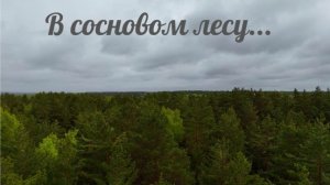 В СОСНОВОМ ЛЕСУ