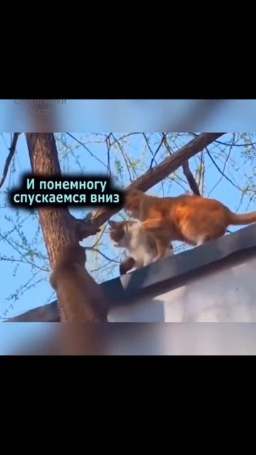 выходной дача