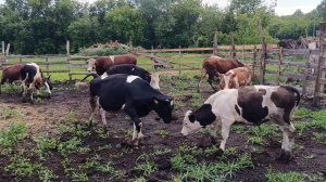 Все быки в одном загоне/Сварили кормушки/Скосили заросли мотоблоком