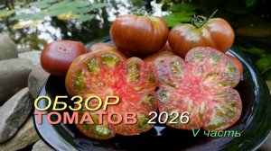 Обзор коллекционных сортов ТОМАТОВ сезона 2026. V часть